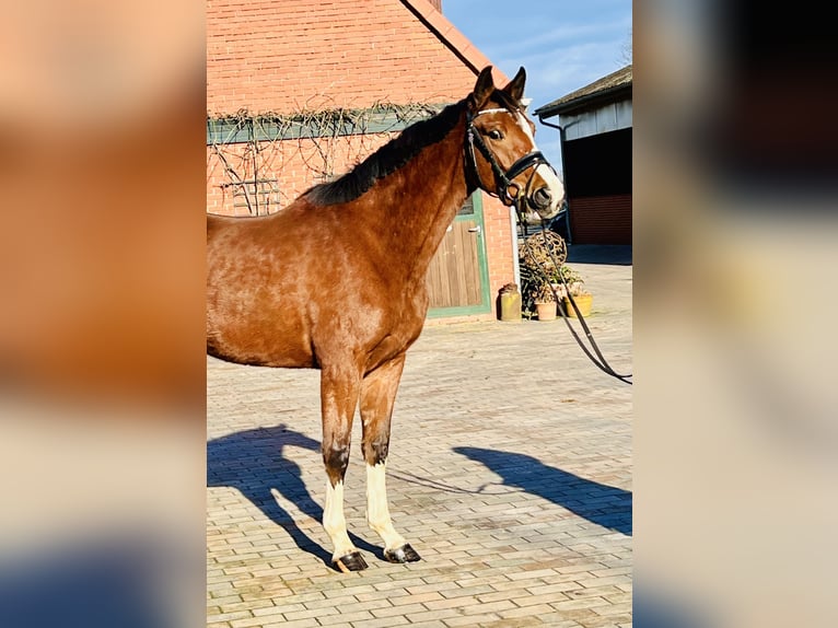 Caballo de deporte alemán Yegua 3 años 164 cm Castaño in MartfeldMartfeld