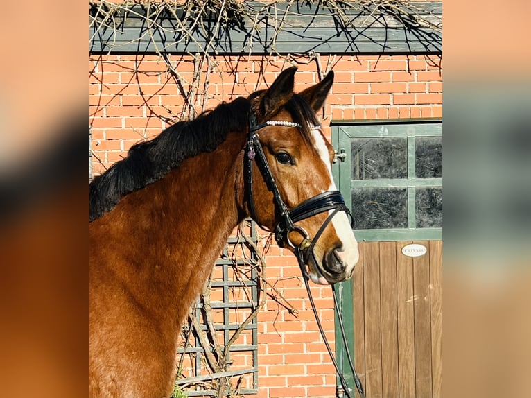 Caballo de deporte alemán Yegua 3 años 164 cm Castaño in MartfeldMartfeld