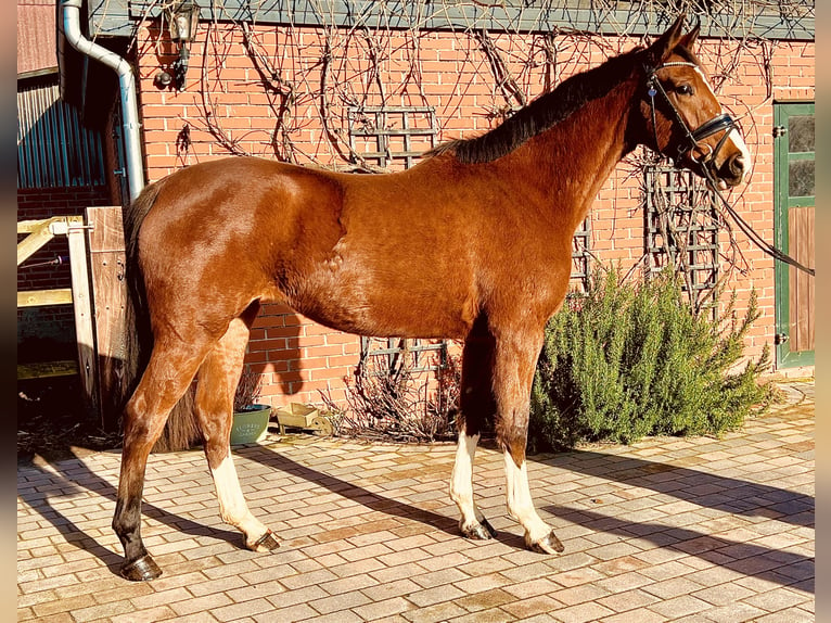 Caballo de deporte alemán Yegua 3 años 164 cm Castaño in MartfeldMartfeld