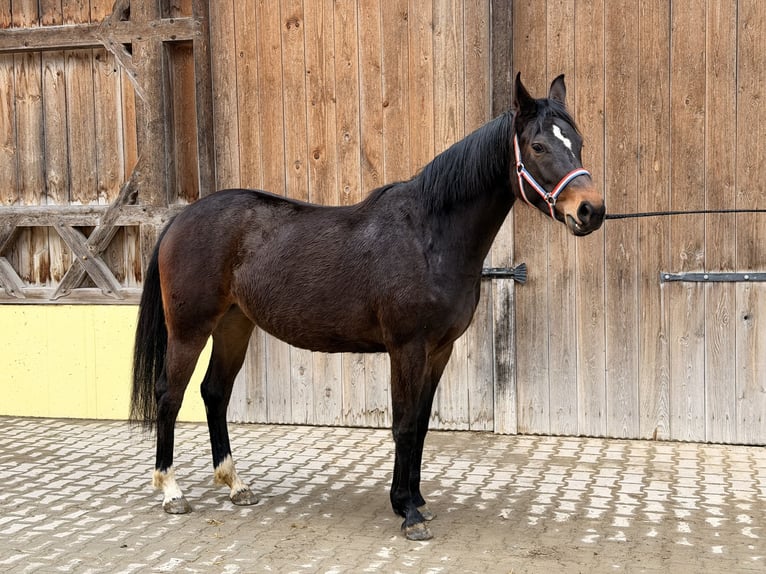 Caballo de deporte alemán Yegua 3 años 164 cm Castaño oscuro in Kirchanschöring