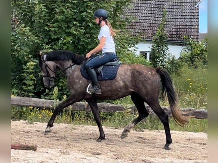 Caballo de deporte alemán Yegua 3 años 164 cm Musgo marrón in Ueckermünde