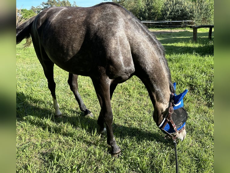 Caballo de deporte alemán Yegua 3 años 164 cm Musgo marrón in Ueckermünde