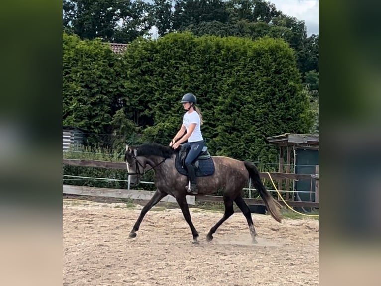 Caballo de deporte alemán Yegua 3 años 164 cm Musgo marrón in Ueckermünde