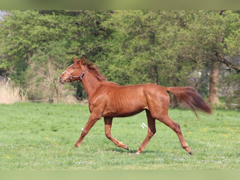 Caballo de deporte alemán Yegua 3 años 165 cm Alazán in Schlagenthin