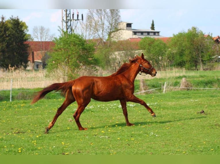 Caballo de deporte alemán Yegua 3 años 165 cm Alazán in Schlagenthin