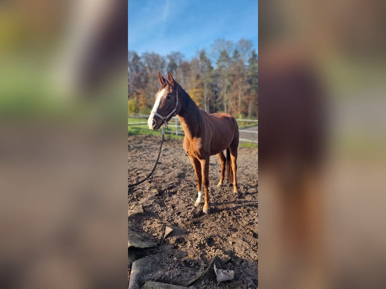 Caballo de deporte alemán Yegua 3 años 165 cm Alazán in Brunn