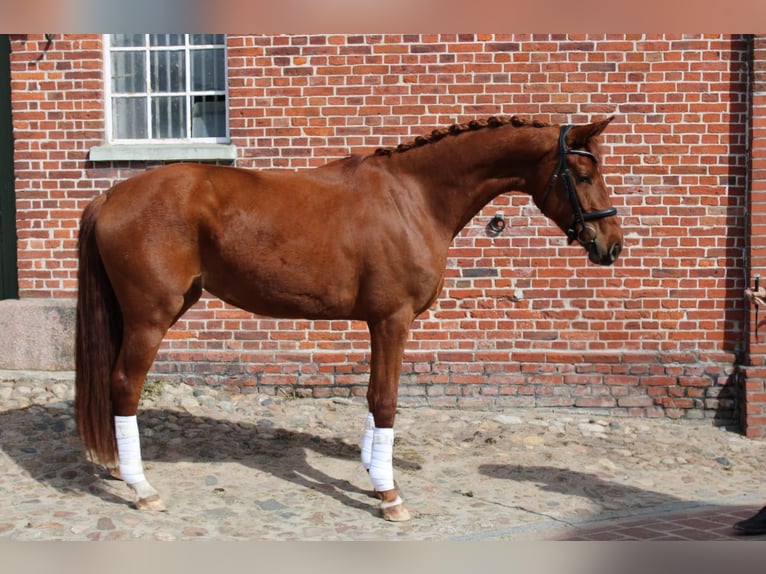 Caballo de deporte alemán Yegua 3 años 165 cm Alazán-tostado in Loxstedt