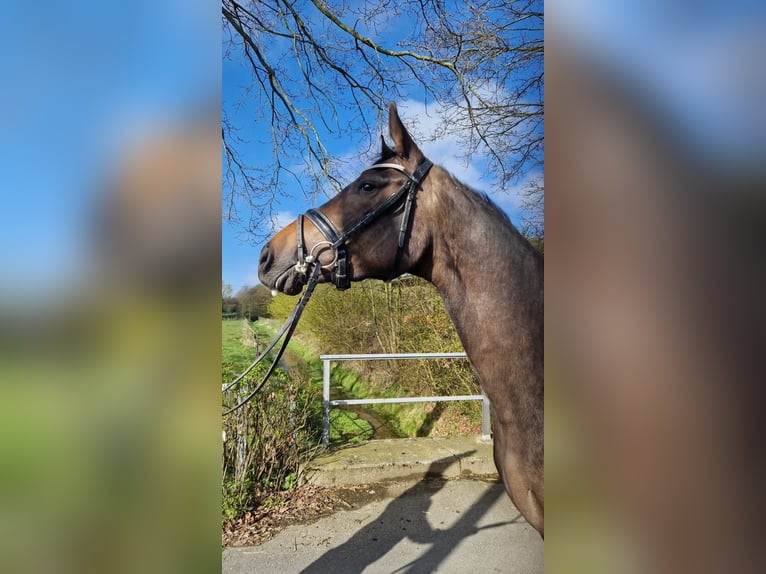Caballo de deporte alemán Yegua 3 años 165 cm Castaño in Coesfeld