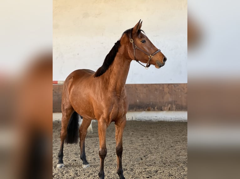 Caballo de deporte alemán Yegua 3 años 165 cm Castaño in Erharting