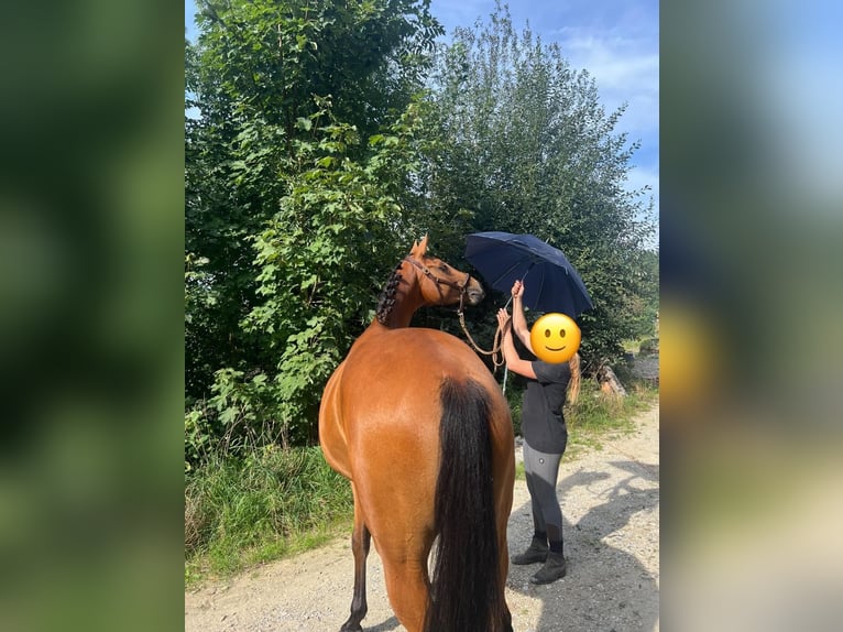 Caballo de deporte alemán Yegua 3 años 165 cm Castaño in Erharting