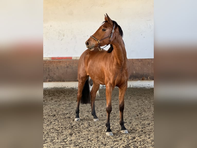 Caballo de deporte alemán Yegua 3 años 165 cm Castaño in Erharting