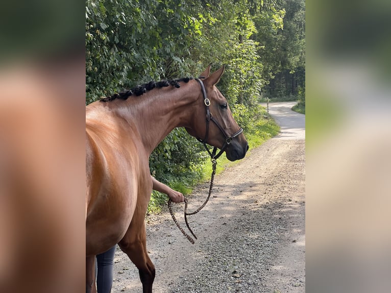 Caballo de deporte alemán Yegua 3 años 165 cm Castaño in Erharting