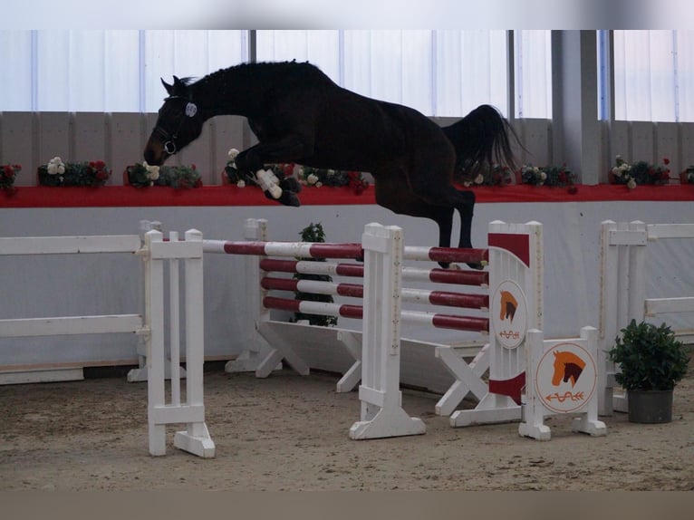 Caballo de deporte alemán Yegua 3 años 165 cm Castaño oscuro in Neubukow