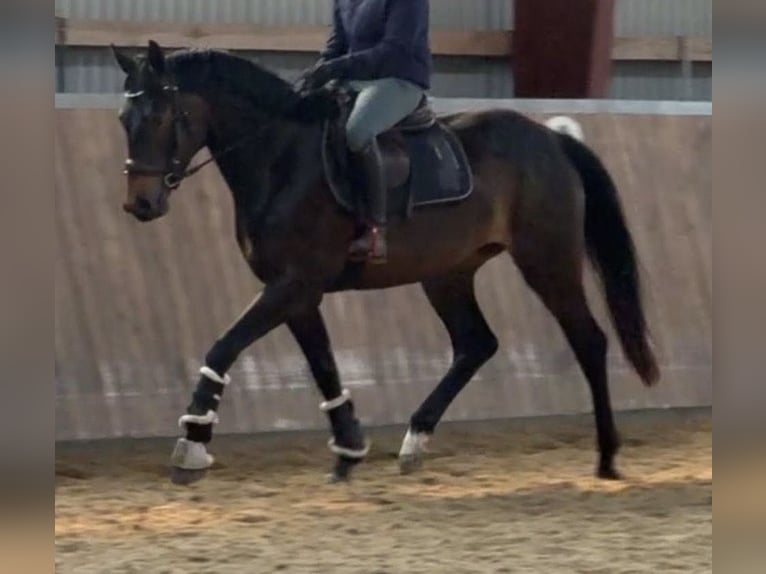 Caballo de deporte alemán Yegua 3 años 165 cm Castaño oscuro in Neubukow