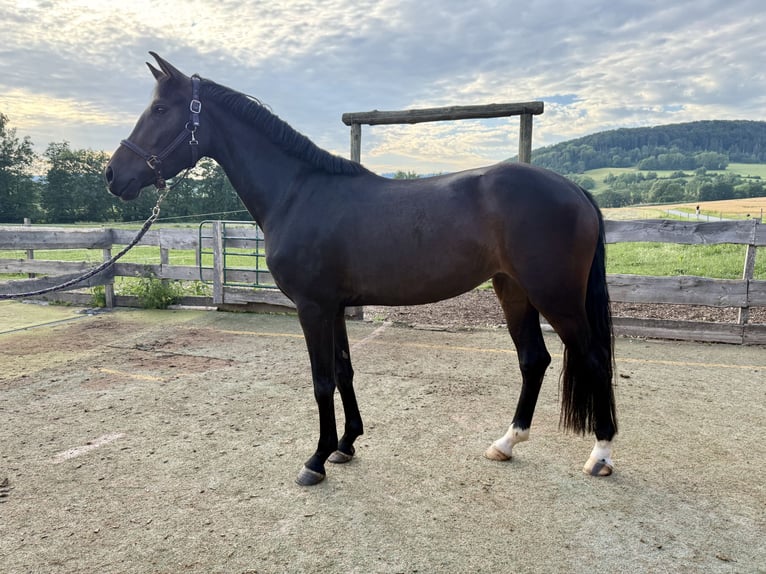 Caballo de deporte alemán Yegua 3 años 165 cm Castaño oscuro in Kaltennordheim