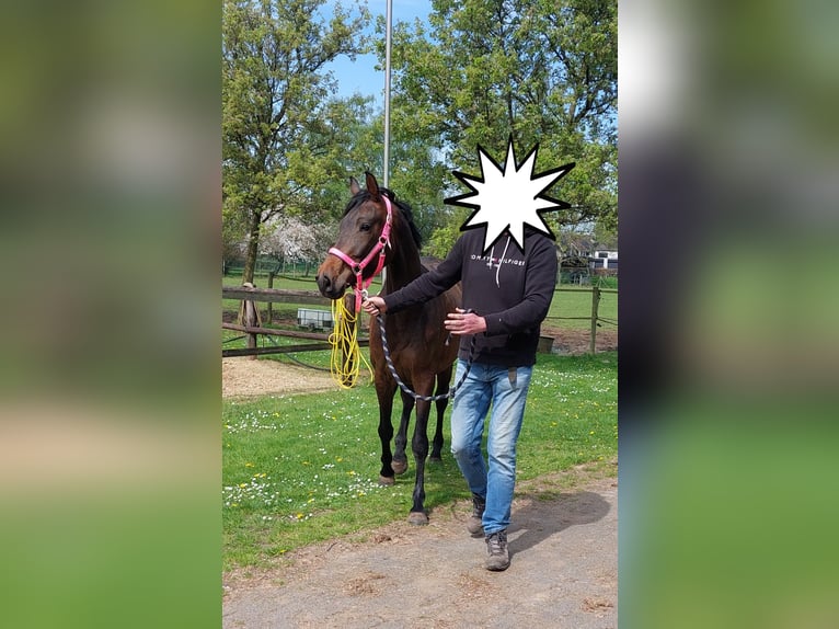 Caballo de deporte alemán Yegua 3 años 165 cm Castaño oscuro in Lichtenvoorde