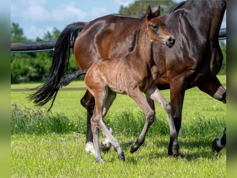 Caballo de deporte alemán Yegua 3 años 165 cm Castaño oscuro in Lichtenvoorde