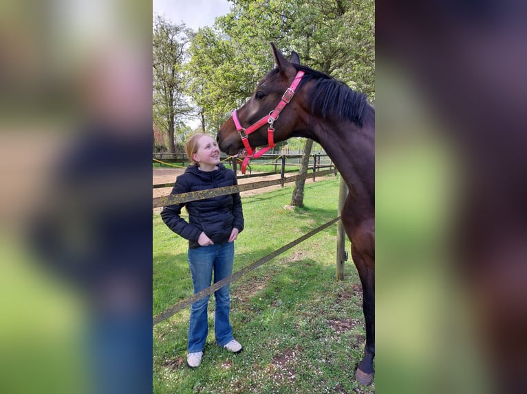 Caballo de deporte alemán Yegua 3 años 165 cm Castaño oscuro in Lichtenvoorde