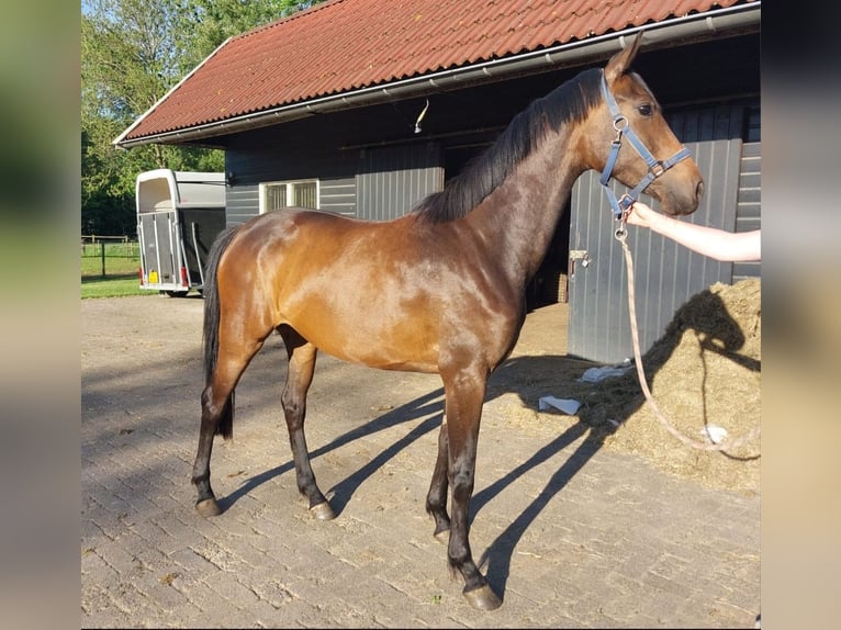 Caballo de deporte alemán Yegua 3 años 165 cm Castaño oscuro in Lichtenvoorde