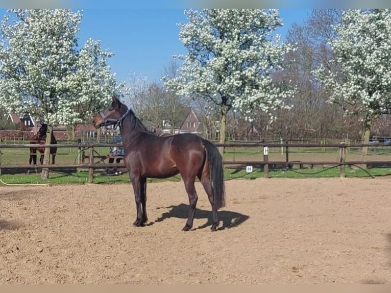 Caballo de deporte alemán Yegua 3 años 165 cm Castaño oscuro in Lichtenvoorde