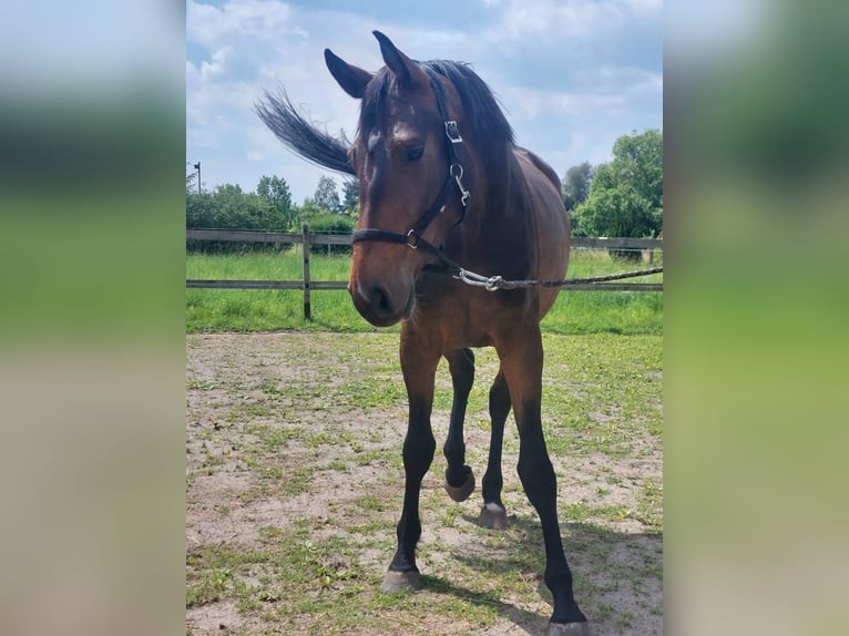 Caballo de deporte alemán Yegua 3 años 165 cm Castaño oscuro in Groß Kreutz