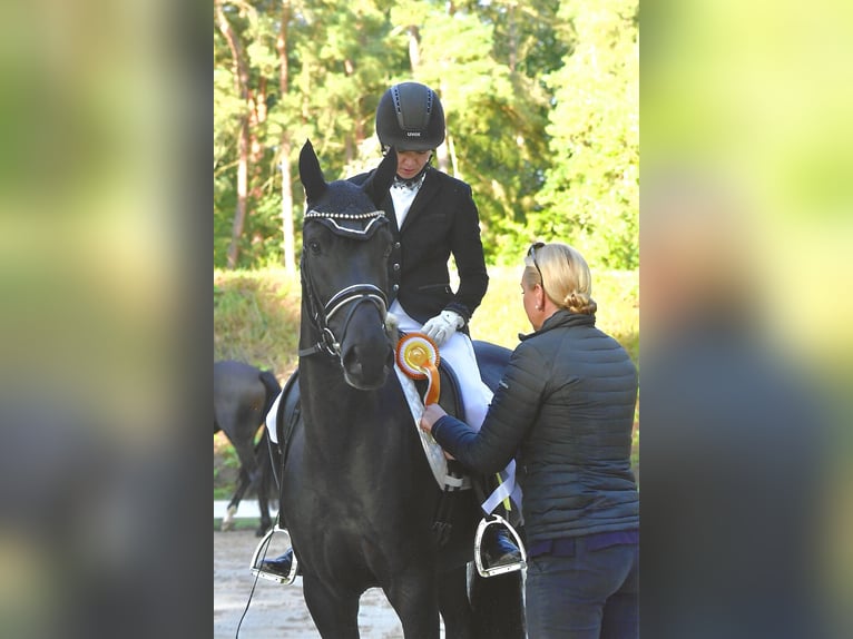 Caballo de deporte alemán Yegua 3 años 165 cm Negro in Rochau