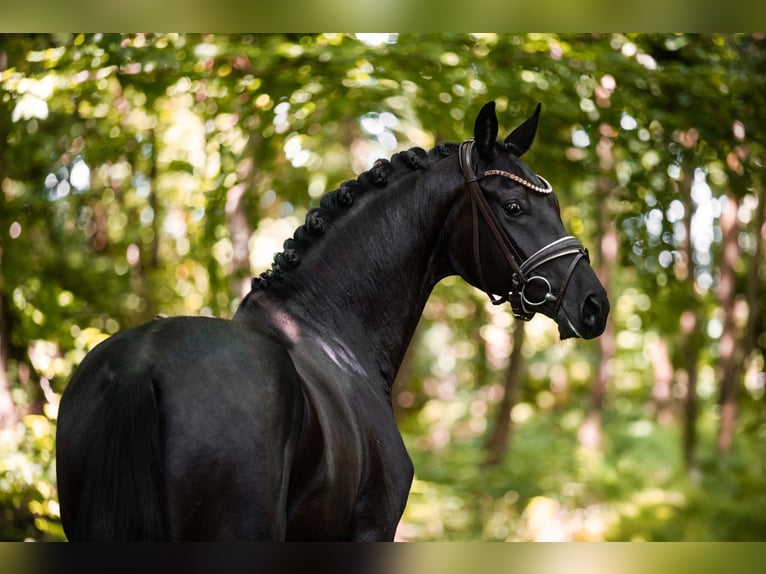 Caballo de deporte alemán Yegua 3 años 165 cm Negro in Wehringen