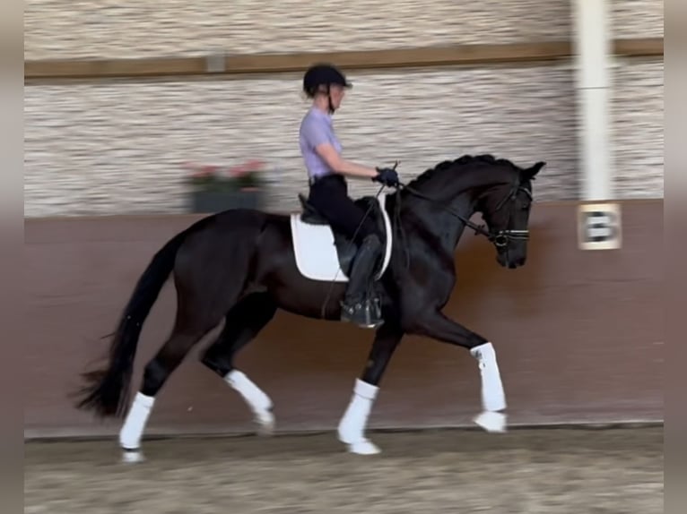 Caballo de deporte alemán Yegua 3 años 165 cm Negro in Wehringen