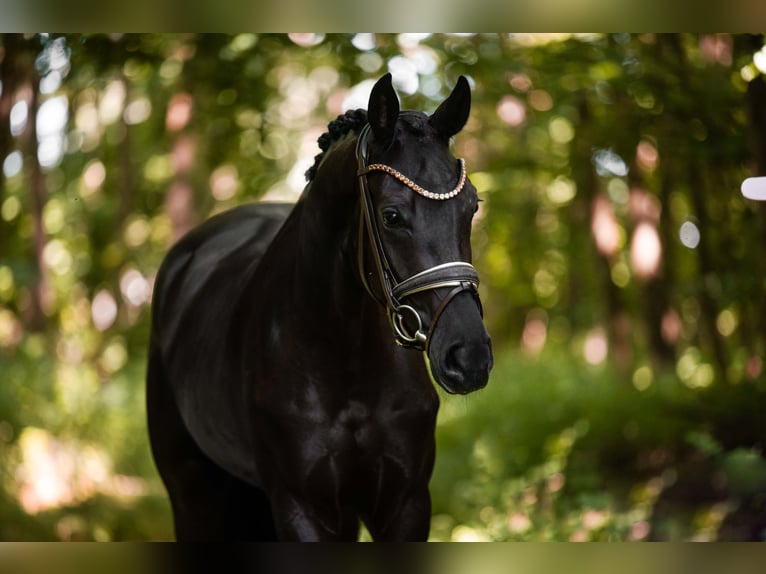 Caballo de deporte alemán Yegua 3 años 165 cm Negro in Wehringen