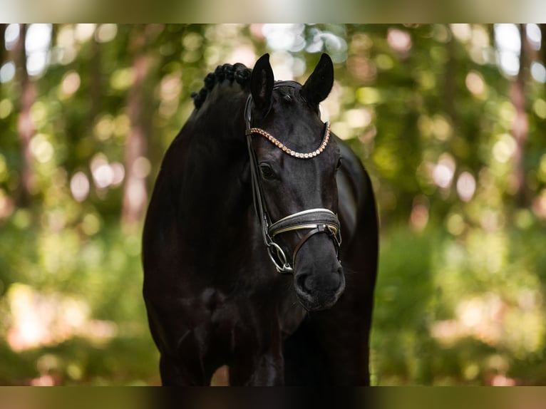 Caballo de deporte alemán Yegua 3 años 165 cm Negro in Wehringen