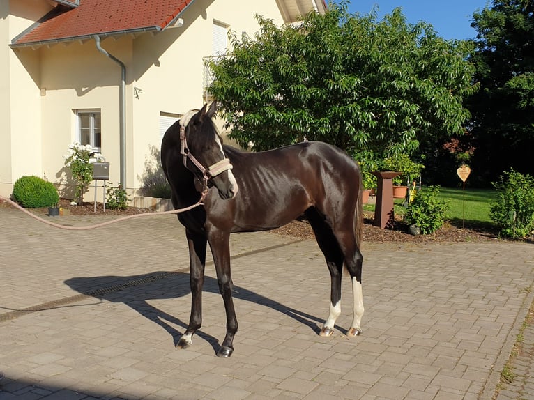 Caballo de deporte alemán Yegua 3 años 165 cm Negro in Zeiskam