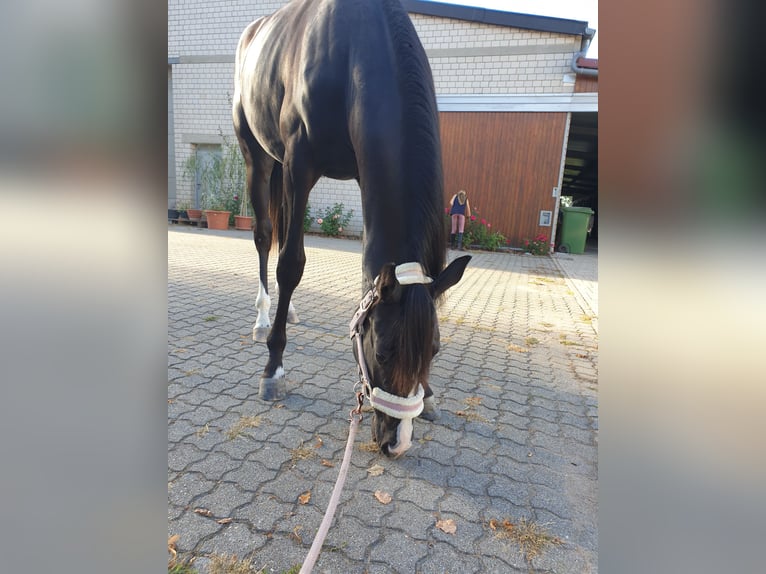 Caballo de deporte alemán Yegua 3 años 165 cm Negro in Zeiskam