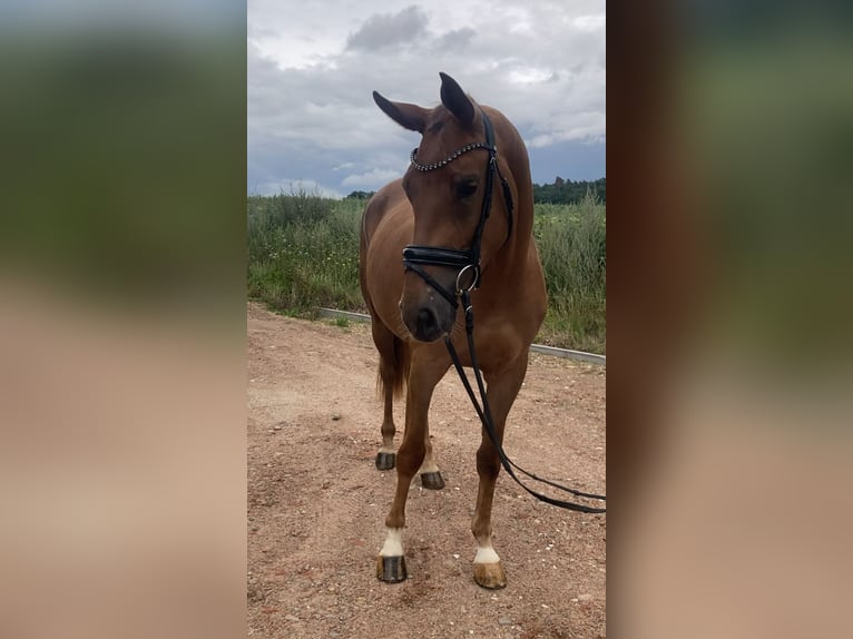 Caballo de deporte alemán Yegua 3 años 166 cm Alazán in Bismark (Altmark)