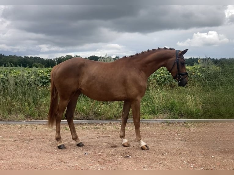 Caballo de deporte alemán Yegua 3 años 166 cm Alazán in Bismark (Altmark)