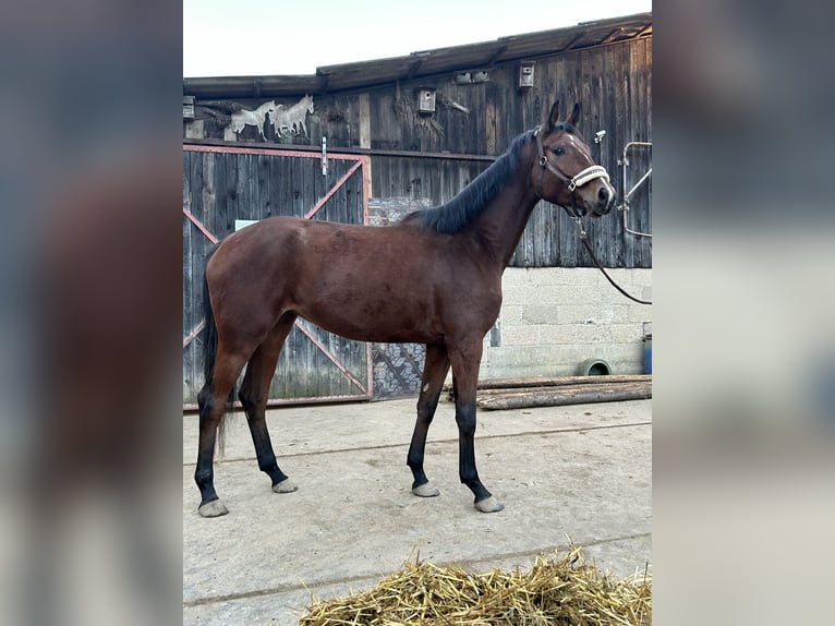 Caballo de deporte alemán Yegua 3 años 166 cm Castaño in Lahr