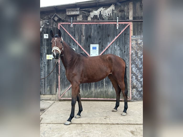 Caballo de deporte alemán Yegua 3 años 166 cm Castaño in Lahr