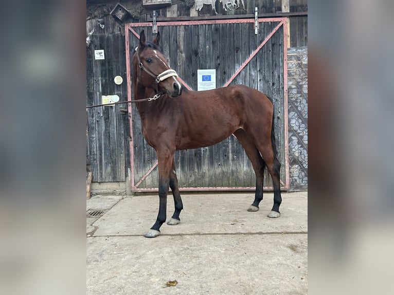 Caballo de deporte alemán Yegua 3 años 166 cm Castaño in Lahr