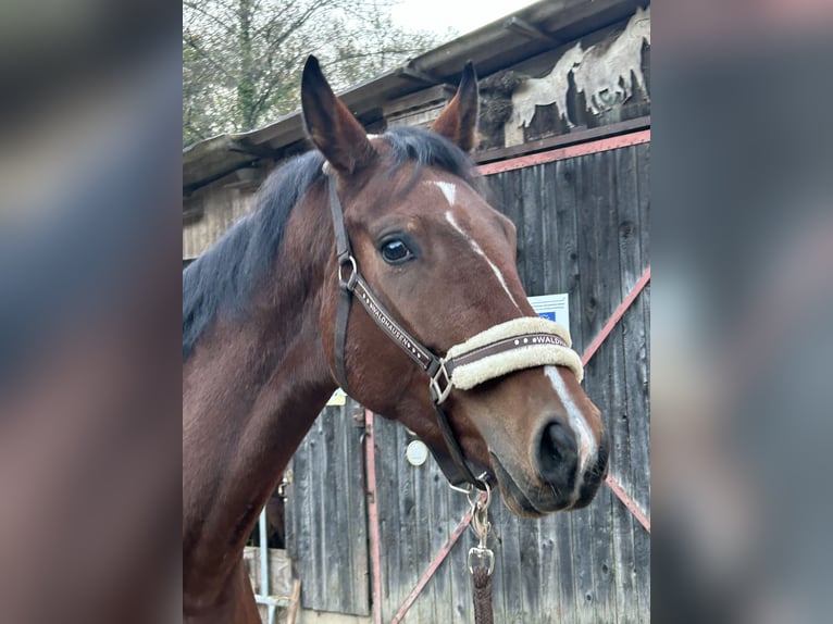 Caballo de deporte alemán Yegua 3 años 166 cm Castaño in Lahr