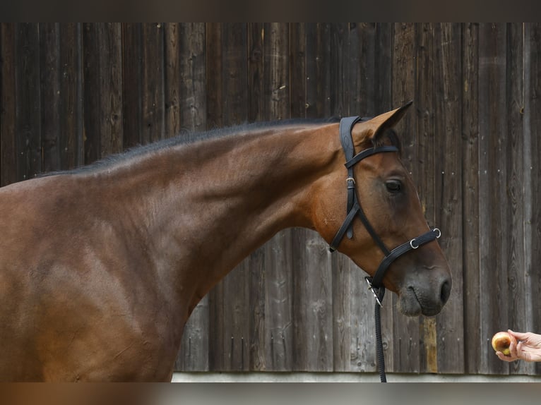 Caballo de deporte alemán Yegua 3 años 166 cm Castaño in Müncheberg