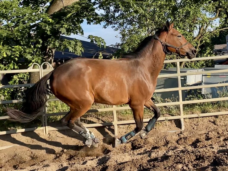 Caballo de deporte alemán Yegua 3 años 166 cm Castaño in Müncheberg