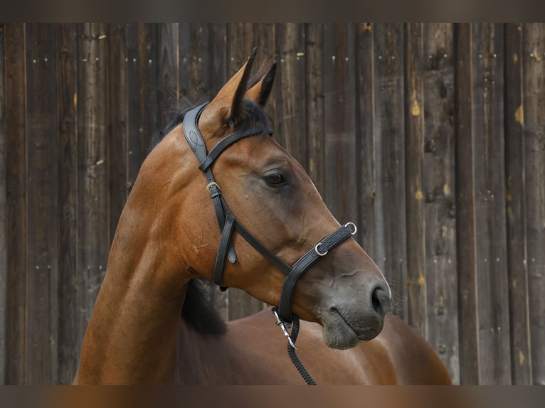 Caballo de deporte alemán Yegua 3 años 166 cm Castaño in Müncheberg