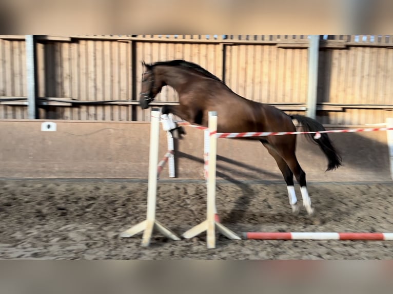 Caballo de deporte alemán Yegua 3 años 166 cm Castaño in Müncheberg