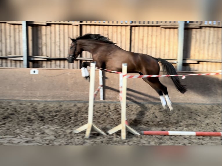 Caballo de deporte alemán Yegua 3 años 166 cm Castaño in Müncheberg