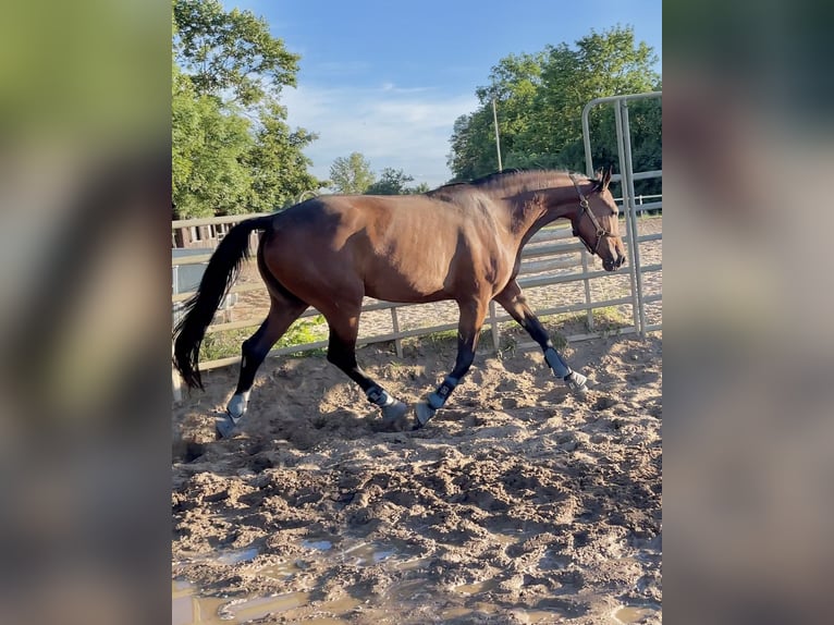 Caballo de deporte alemán Yegua 3 años 166 cm Castaño in Müncheberg