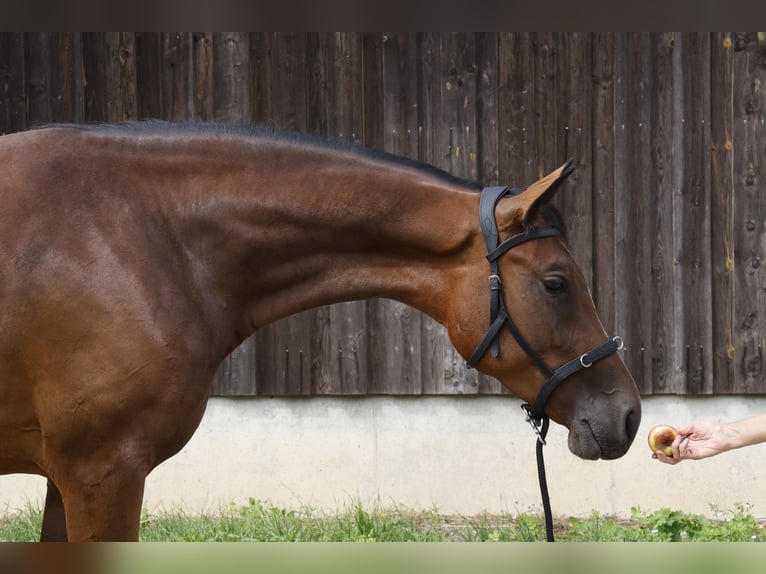 Caballo de deporte alemán Yegua 3 años 166 cm Castaño in Müncheberg