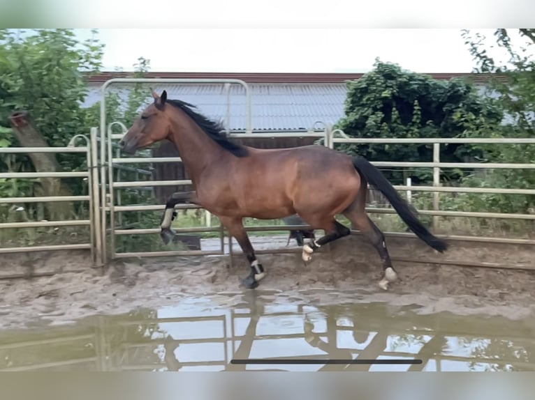 Caballo de deporte alemán Yegua 3 años 166 cm Castaño in Müncheberg