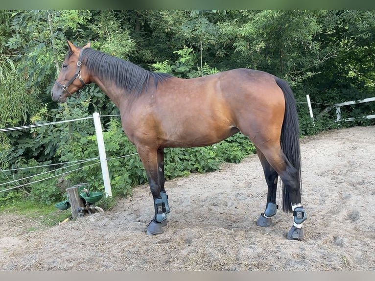 Caballo de deporte alemán Yegua 3 años 166 cm Castaño in Müncheberg