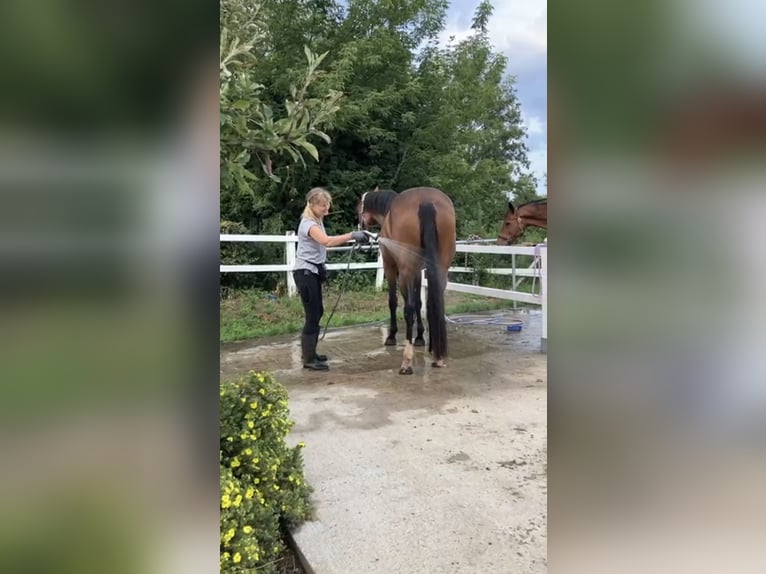 Caballo de deporte alemán Yegua 3 años 166 cm Castaño in Müncheberg