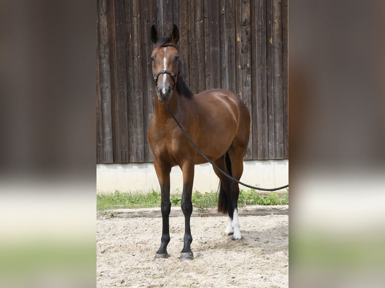 Caballo de deporte alemán Yegua 3 años 166 cm Castaño in Müncheberg