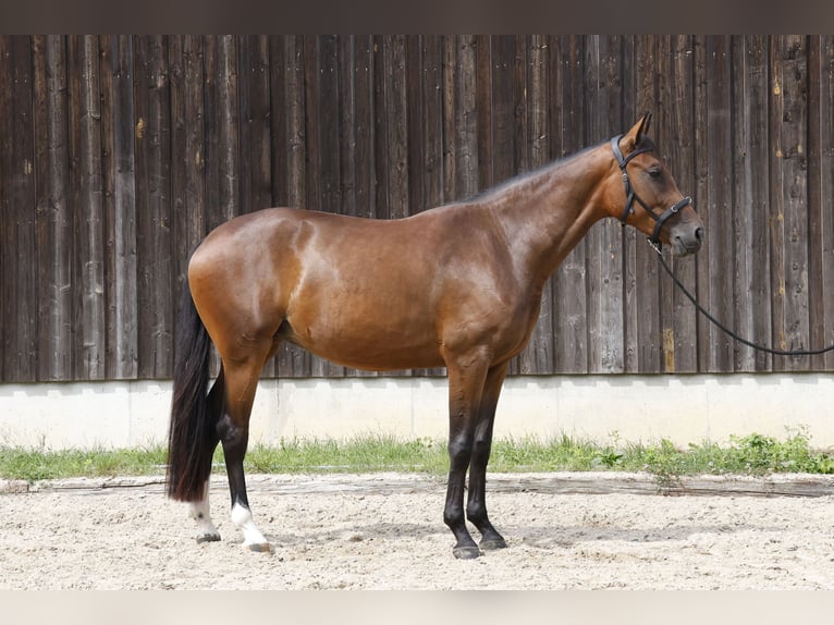 Caballo de deporte alemán Yegua 3 años 166 cm Castaño in Müncheberg